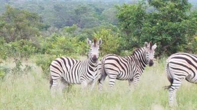 südafrika_zebras