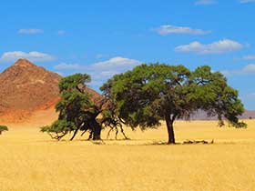 Landschaft in Südafrika, gelbe felder mit grünem Baum, braunem, spitzen berg und blauen Himmel.